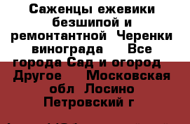 Саженцы ежевики безшипой и ремонтантной. Черенки винограда . - Все города Сад и огород » Другое   . Московская обл.,Лосино-Петровский г.